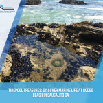 Tidepool Treasures: Discover Marine Life at Rodeo Beach in Sausalito CA